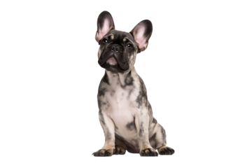 French bulldog in sitting pose, ears perked up, isolated from background without any shadows or grounding
