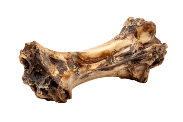 Ancient weathered bone isolated on black background