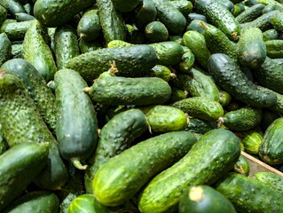 Freshly harvested cucumbers displayed in a market, showcasing vibrant greens and diverse shapes, inviting shoppers to explore local produce in the warm afternoon light