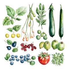 A watercolor fruits and berries, olive, and zucchini, basil, mint illustration isolated on a white background, AI painting style, vector set available in EPS format. Hand painted watercolor design

