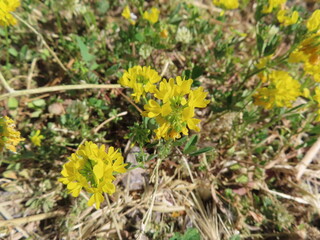 Bright yellow flower in full bloom, glowing with natural warmth.