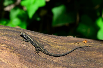 Peloponnes-Kieleidechse - Männchen // Greek algyroides, Greek keeled lizard (Algyroides moreoticus) - Messinien, Peloponnes, Griechenland