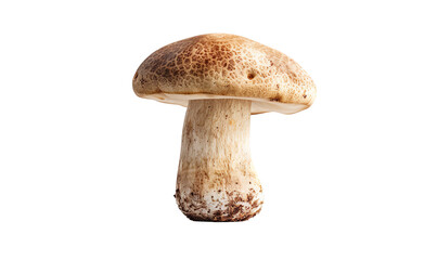 Amanita mushroom