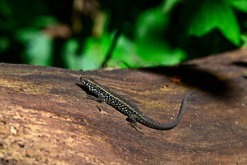Peloponnes-Kieleidechse - Männchen // Greek algyroides, Greek keeled lizard (Algyroides moreoticus) - Messinien, Peloponnes, Griechenland