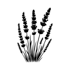 Black Silhouette of Lavender Stems and Flowers.