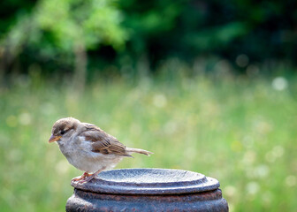 Sparring perched in a garden