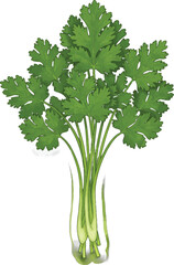 Fresh bunch of vibrant green cilantro with detailed leaves and stems, a culinary herb ready for flavorful recipes and garnishing dishes