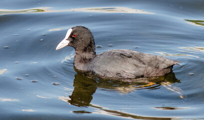 black duck swimming
