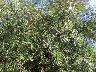 A serene village scene where colorful flowers bloom alongside lush trees, capturing the peaceful rhythm of rural life and the beauty of nature in harmony with traditional living.