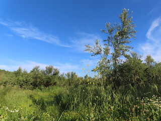 Obraz premium A serene village scene where colorful flowers bloom alongside lush trees, capturing the peaceful rhythm of rural life and the beauty of nature in harmony with traditional living.