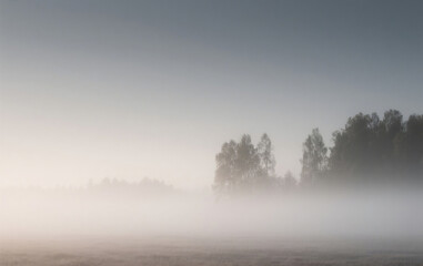 Fototapeta premium misty morning in the forest