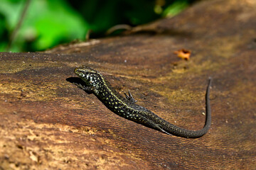 Greek algyroides, Greek keeled lizard - male // Peloponnes-Kieleidechse - Männchen (Algyroides moreoticus) - Peloponnese, Greece