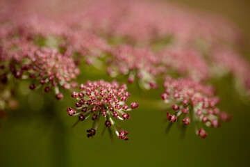 Pink Queen Anne's Lace: Intricate Floral Beauty.