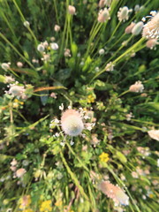 A close-up of elegant white flowers in full bloom, showcasing their soft petals and natural beauty. 