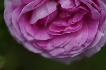 quantum Cambridge valentine roses on different scales and with macro photography