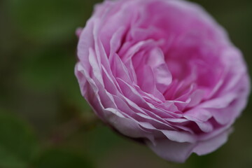 quantum Cambridge valentine roses on different scales and with macro photography