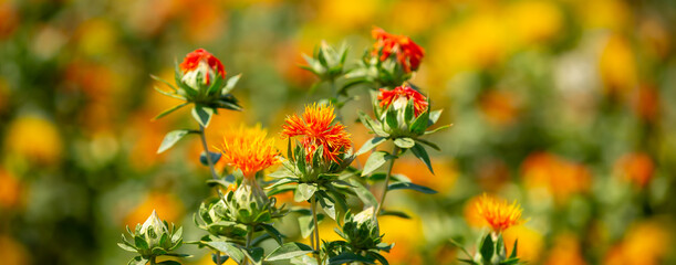 Blooming orange safflower close-up. Safflower fields against the backdrop of mountains. Industrial cultivation of safflower for oil production.