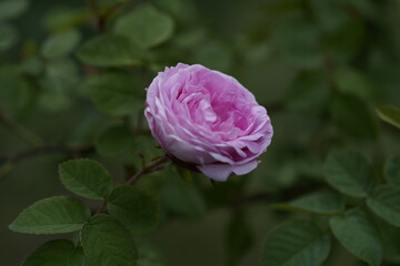 quantum Cambridge valentine roses on different scales and with macro photography