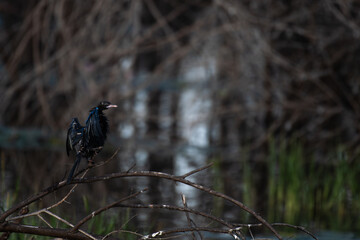 An Indian baby darter or snake bird perched on a branch spreading its wings above a wetland, with a  blurred background of water and tree branches.