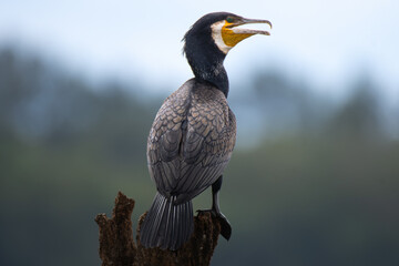 Close up of a Great cormorant perched on a tree stump, showing details plumage, yellow throat patch, and sharp beak.