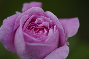quantum Cambridge valentine roses on different scales and with macro photography