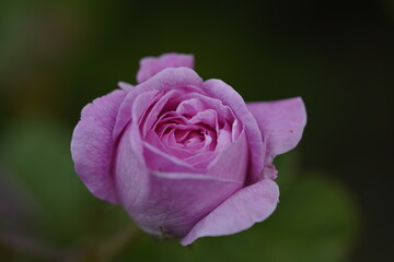 quantum Cambridge valentine roses on different scales and with macro photography