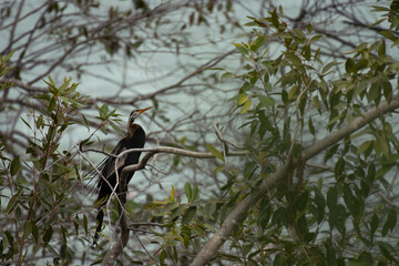Oriental darter or Indian snake bird perched on a tree branch, displaying its long neck and sharp beak, with natural green foliage in the background.