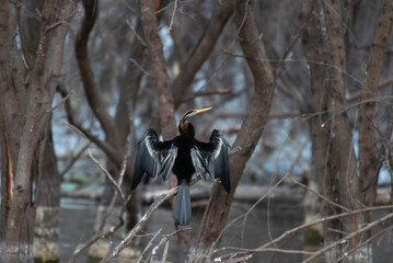An Indian darter or snake bird perched on a branch spreading its wings above a wetland, with a  blurred background of water and tree branches.