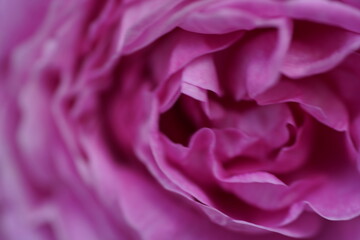quantum Cambridge valentine roses on different scales and with macro photography