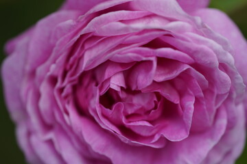 quantum Cambridge valentine roses on different scales and with macro photography
