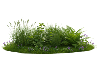 Lush green vegetation with tall grasses, dense foliage, and intricate ferns next to a clear water pool and purple flowers, isolated on a transparent background with copy space, concept for