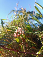Wild Persicaria Flower in Highland Meadow with Morning Light