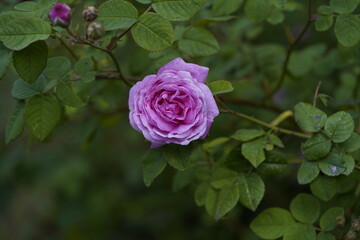 quantum Cambridge valentine roses on different scales and with macro photography