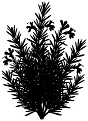 Rosemary plant in a garden with blooming flowers near a window on a table in a pot surrounded by herbs in a kitchen on a balcony with a trellis in a greenhouse