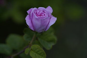 quantum Cambridge valentine roses on different scales and with macro photography