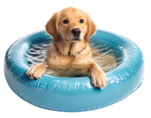 Cute golden retriever puppy relaxing in inflatable kiddie pool filled with water
