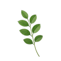 A leafy green plant with a stem