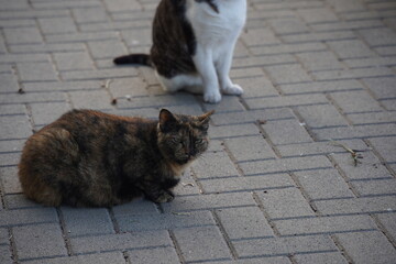 Tortoiseshell cat laying on the ground