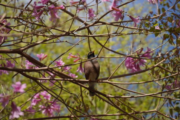 Common Myna bird (Acridotheres tristis) on a branch