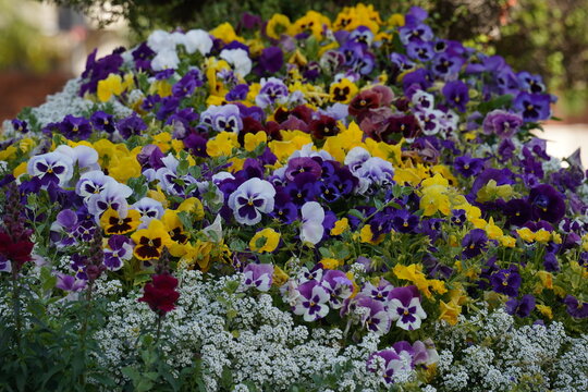 Viola flowerbed at the garden. Beautiful flowers in the garden close up