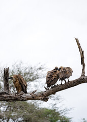 Three vulture birds on dry branch. Animal wildlife bird, vertical background.