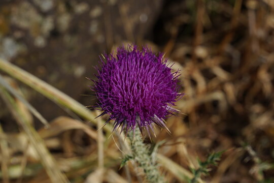 Flowering Silybum marianum, milk thistle. Purple thistle in full bloom