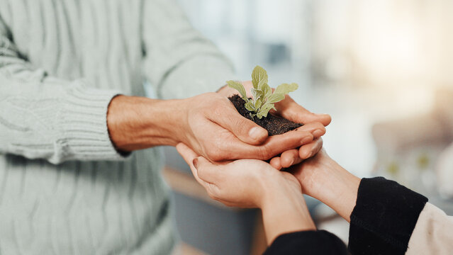 Hands, plants and business people with support in office for sustainability, charity or social responsibility. Teamwork, conservation and corporate employees with sprout in soil for collaboration.