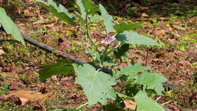 A brinjal (eggplant) plant growing outdoors in natural sunlight, gently swaying in a mild breeze. Planted directly in the soil, the scene captures a peaceful moment in a home garden or farm. 
