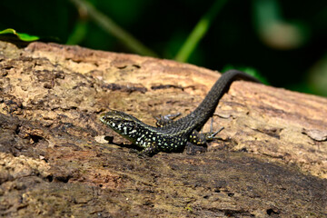 Greek algyroides, Greek keeled lizard - male // Peloponnes-Kieleidechse - Männchen (Algyroides moreoticus) - Peloponnese, Greece