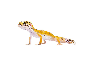 Leopard gecko standing still, vibrant pattern visible, isolated on pure white background, no shadow