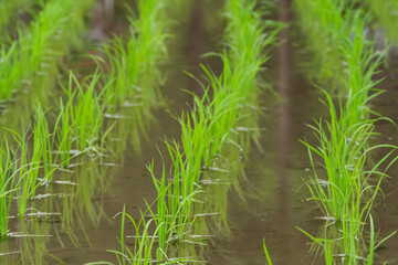 初夏の田んぼに植えられた稲の苗