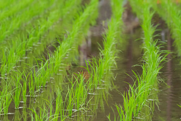 初夏の田んぼに植えられた稲の苗