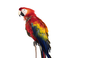 Fototapeta premium Macaw parrot with colorful feathers perched upright, high detail, clipped to clean white with no grounding