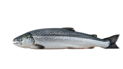 Obraz premium Fresh Whole Salmon, Raw Salmon Fish, Isolated Salmon Image, Atlantic Salmon Display, Salmon Close-Up Photo, Seafood Concept Image, Fish on White Background, Clean Salmon Presentation, Edible Raw Fish,